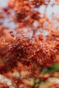 Kaboompics - Japanese Maple Leaves in a Vertical Botanical Garden Composition