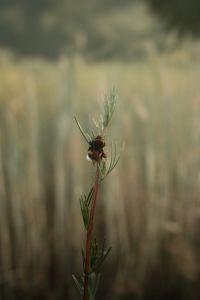 Kaboompics - Bumblebee on a Slender Meadow Stem with Soft Bokeh