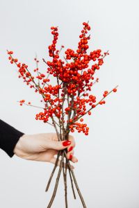Kaboompics - Close-Up Hand Holding Red Ilex Berries, Winter Branches Against a White Background