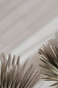 Kaboompics - Palm Fronds in Lower Corners on Neutral Background