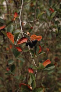 Kaboompics - Black Berries and Red Autumn Leaves on a Branch