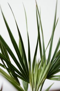 Kaboompics - Long Green Palm Leaves in a Vertical Macro Crop for Tropical Background Design