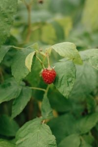 Kaboompics - Ripe Raspberry Hanging On Garden Bush