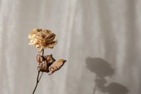 Kaboompics - Dried Rose and Leaves Casting Shadows on Beige Canvas