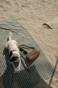 Kaboompics - Small Dog on Striped Beach Towel Beside Leather Bag