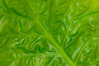 Kaboompics - Vibrant Green Leaf Texture in Close-Up