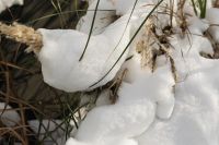 Kaboompics - Close-Up Snow on Ornamental Grasses