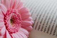 Kaboompics - Pink Gerbera Resting on an Open Book