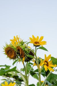 Kaboompics - Yellow Sunflower Heads with Open Sky for a Summer Background