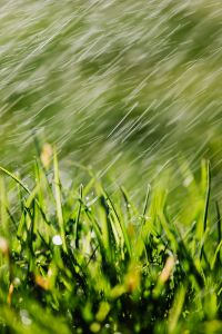 Spring Grass Macro Photography: Fresh Green Lawn, Rain Streaks and Soft Bokeh Nature Backgrounds