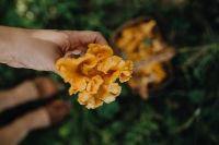 Kaboompics - Hand Picking Fresh Chanterelle Mushrooms In Forest