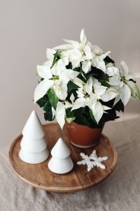 Kaboompics - Close Up of Poinsettia with Paper Christmas Trees