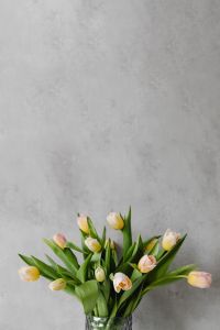 Kaboompics - Pink and Yellow Tulips on Gray Texture for Floral Branding and Social Posts