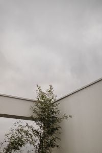 Kaboompics - Bamboo Plant in Minimalist Courtyard – Fujifilm X100VI Sample Photo