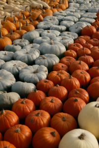 Kaboompics - Rows of Orange and White Pumpkins at an Autumn Market