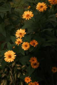 Kaboompics - Orange Flowers in Garden Foliage