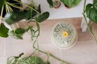 Kaboompics - Pilea and Cactus Houseplants Arranged Together