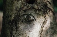 Kaboompics - Tree Trunk Knot Resembling an Eye