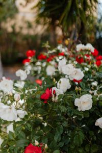 Kaboompics - Soft-Focus Rose Garden with Green Bokeh and Red Blooms