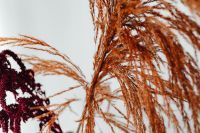 Kaboompics - Orange Pampas Grass Detail in Soft Light