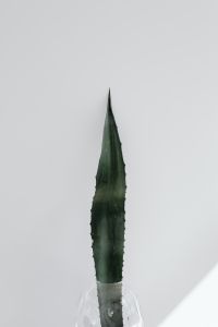 Kaboompics - Close-Up Agave Leaf Texture In A Glass Vase With Hard Sunlight