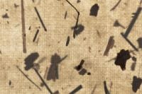 Kaboompics - Recycled Paper With Plant Debris Texture