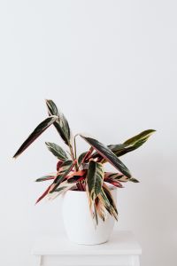 Indoor Plants and Potted Houseplants