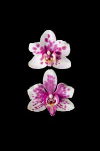 Kaboompics - Two Spotted Orchid Flowers Vertical Composition On Black