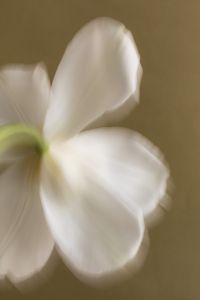 Kaboompics - Soft Focus White Petals Macro
