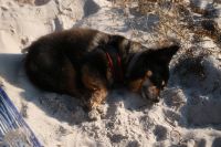 Kaboompics - Black Dog Lying on Sandy Beach by the Sea