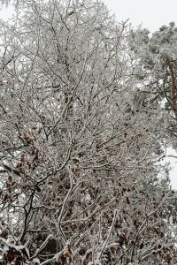 Kaboompics - Dense Frost Coated Branches In Winter Woodland