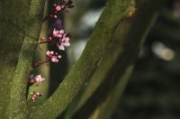 Kaboompics - Pink Spring Flower Buds and Blossoms Framed by Dark Tree Trunks