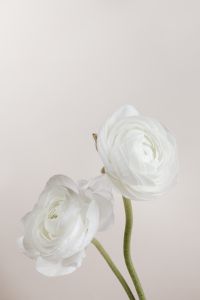 Kaboompics - White buttercup