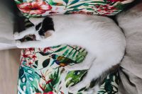 Kaboompics - Essential element to support a wall unit - the cat
