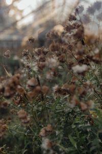 Kaboompics - Soft-Focus Dried Flowers Against Greenhouse Window Light