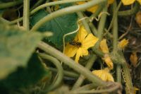 Kaboompics - Yellow Cucumber Vine Blossoms with a Pollinating Bee, Close-Up of a Summer Vegetable Garden