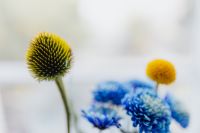 Kaboompics - Green Echinacea and Blue Chrysanthemums on Pale Floral Background