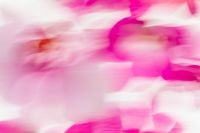 Kaboompics - Wide Pink Orchid Motion Blur with Magenta Petal Streaks, Abstract Floral Texture Background for Wallpaper and Design