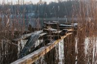 Kaboompics - Broken Wooden Boardwalk Disappearing into Tall Lakeside Reeds