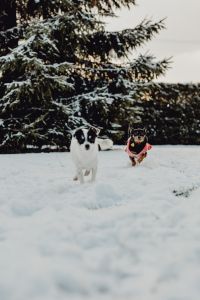 Kaboompics - Small dogs play on the snow
