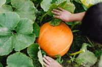 Kaboompics - Ripe Orange Pumpkin Growing Beneath Broad Garden Leaves