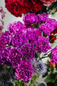 Kaboompics - Various pink fresh flowers (carnations)