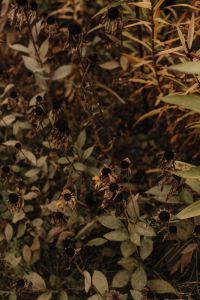 Kaboompics - Dry Leaves and Seed Pods on Autumn Groundcover