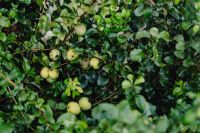 Kaboompics - Japanese Quince Shrub with Clusters of Green Fruit after Rain