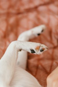 Kaboompics - Hand Gently Resting on a Small Dog on a Pink Bed, Tender Pet Comfort and Care Moment
