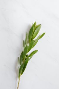Leucadendron