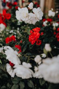 Kaboompics - Mixed Red and White Roses on a Lush Garden Bush