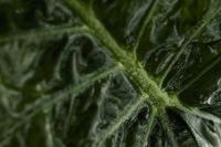Kaboompics - Alocasia Leaf with Detailed Veins