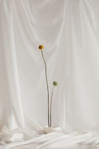 Kaboompics - Minimal Yellow Billy Button Flower with Long Stem on White Fabric