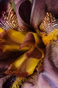 Kaboompics - Macro View of Purple and Yellow Iris Flower